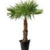 PlantiflorHanfpalme Trachycarpus fortunei im Topf Durchmesser 30 cm
