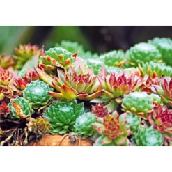 PlantiflorHauswurz Topf-Ø 10,5 cm