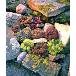 PlantiflorHauswurz Topf-Ø 10,5 cm