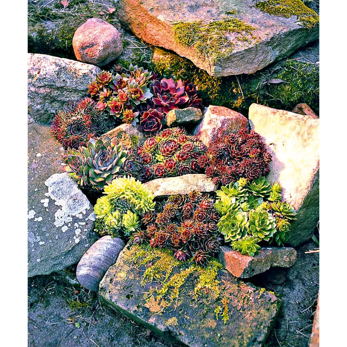 PlantiflorHauswurz Topf-Ø 10,5 cm