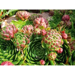PlantiflorHauswurz Topf-Ø 10,5 cm