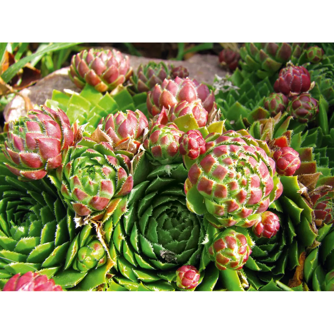 PlantiflorHauswurz Topf-Ø 10,5 cm