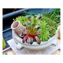 PlantiflorHauswurz Topf-Ø 9 cm 6er-Pack