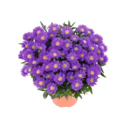 PlantiflorHerbst-Aster Topf Durchmesser 11 cm