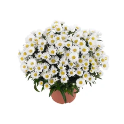 PlantiflorHerbst-Aster Topf Durchmesser 11 cm