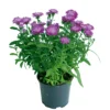 PlantiflorHerbstaster Trio Topf Durchmesser 13 cm