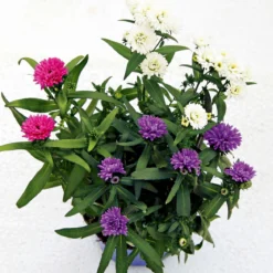 PlantiflorHerbstaster Trio Topf Durchmesser 13 cm