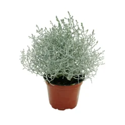 Plantiflor Herbstpflanzen Silberner Herbst 6er-Pack