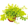 PlantiflorHerbstzauber verschiedene Sorten Topf Durchmesser 11 cm