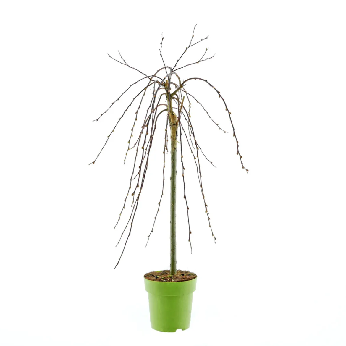 Plantiflor Hängekätzchenweide Topf Durchmesser 17 cm