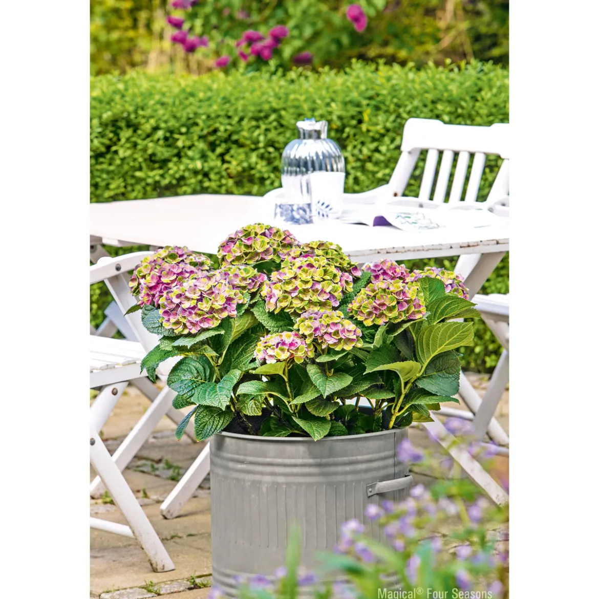 PlantiflorHortensie Magical Four Seasons Topf Durchmesser 23 cm