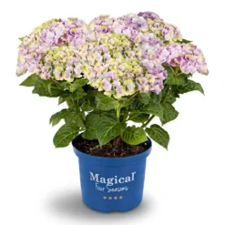 PlantiflorHortensie Magical Four Seasons Topf Durchmesser 23 cm