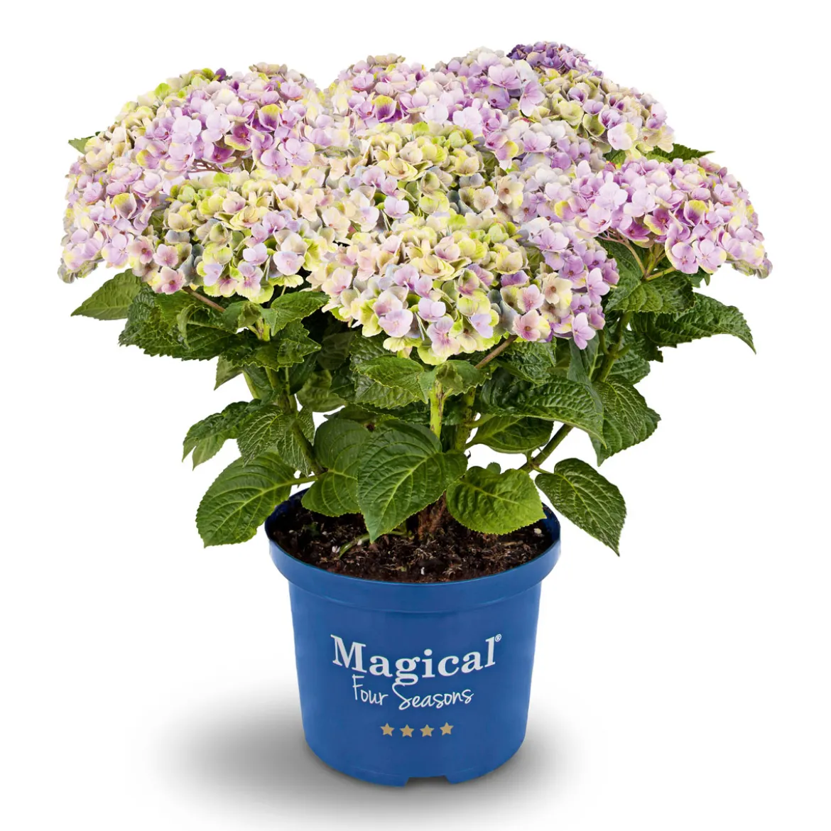 PlantiflorHortensie Magical Four Seasons Topf Durchmesser 23 cm