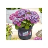 PlantiflorHortensie Music Collection Topf Durchmesser 23 cm