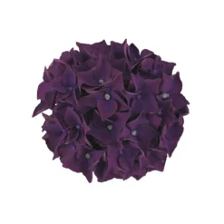 PlantiflorHortensie Music Collection Topf Durchmesser 23 cm