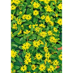 PlantiflorHusarenknopf im Topf Durchmesser 10,5 cm