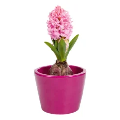 PlantiflorHyanzinthe im Farbmix