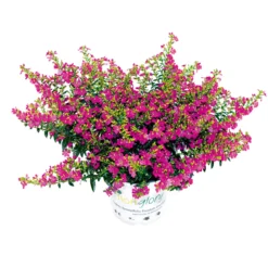 PlantiflorJapanische Scheinmyrthe Flori Glory Topf 11 cm