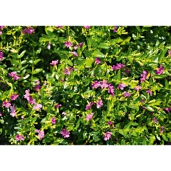 PlantiflorJapanische Scheinmyrthe Flori Glory Topf 11 cm