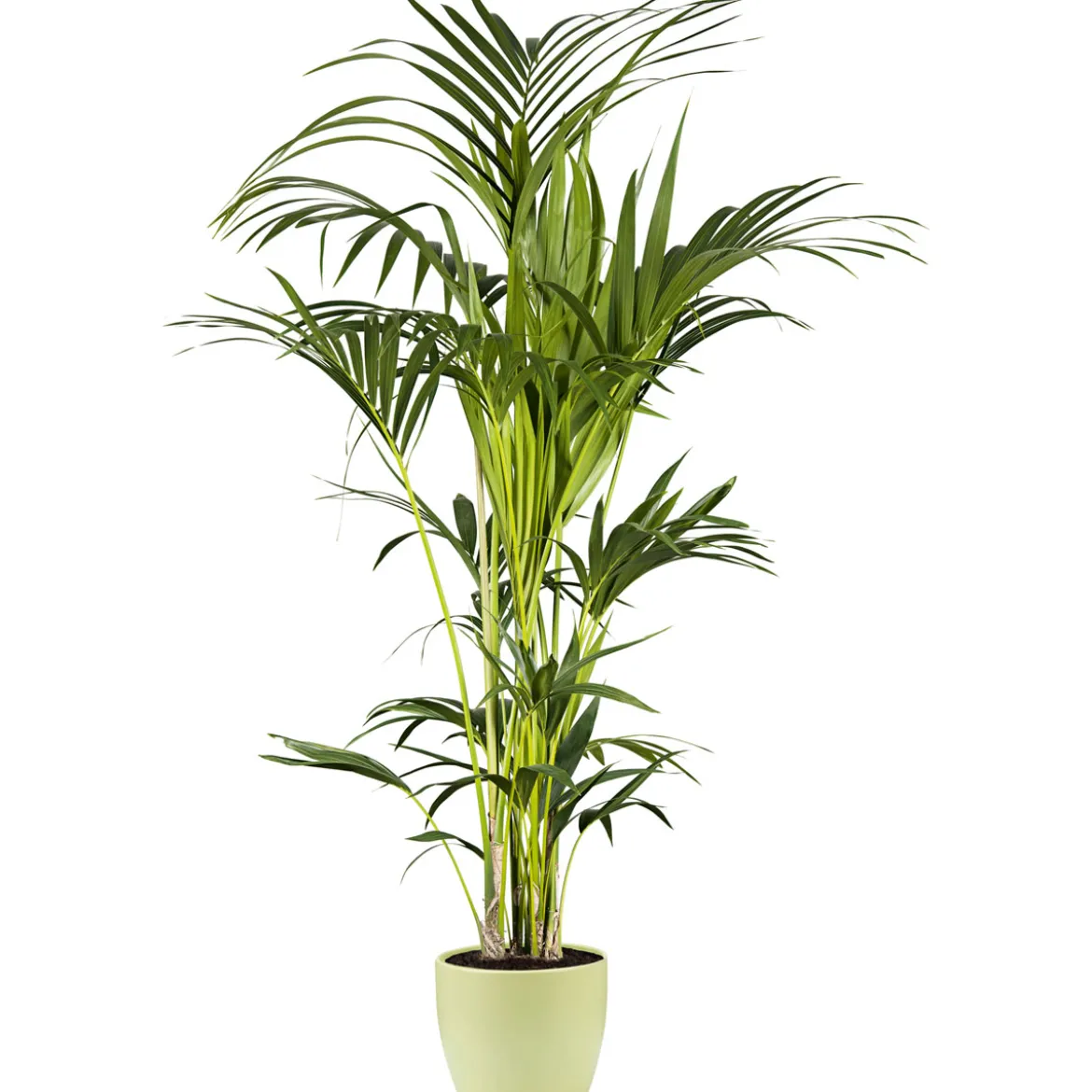 Plantiflor Kentia Palme 110 cm Topf 21 cm