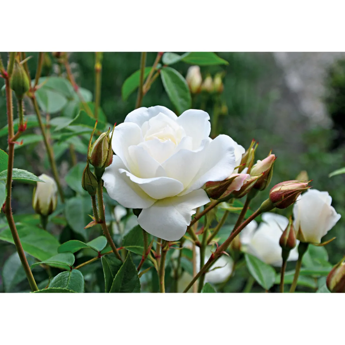 PlantiflorKletterrose weiß Topf 23 cm
