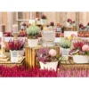 PlantiflorKnospenheide Beauty Ladies Topf Durchmesser 9,5 cm