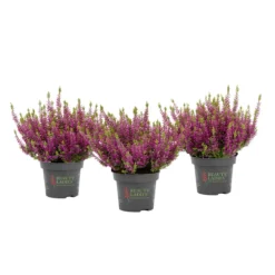 PlantiflorKnospenheide Beauty Ladies Topf Durchmesser 9,5 cm