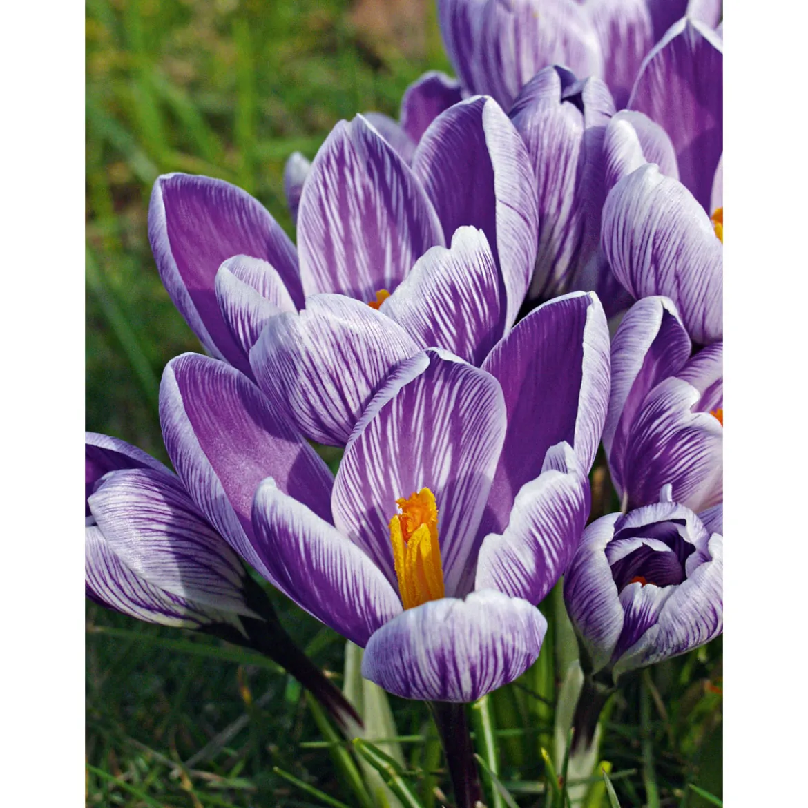 Plantiflor Krokus Crocus-Hybride Topf Durchmesser 10,5 cm