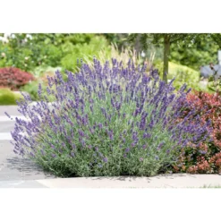 PlantiflorLavendel blaue Blüten Topf Durchmesser 17 cm