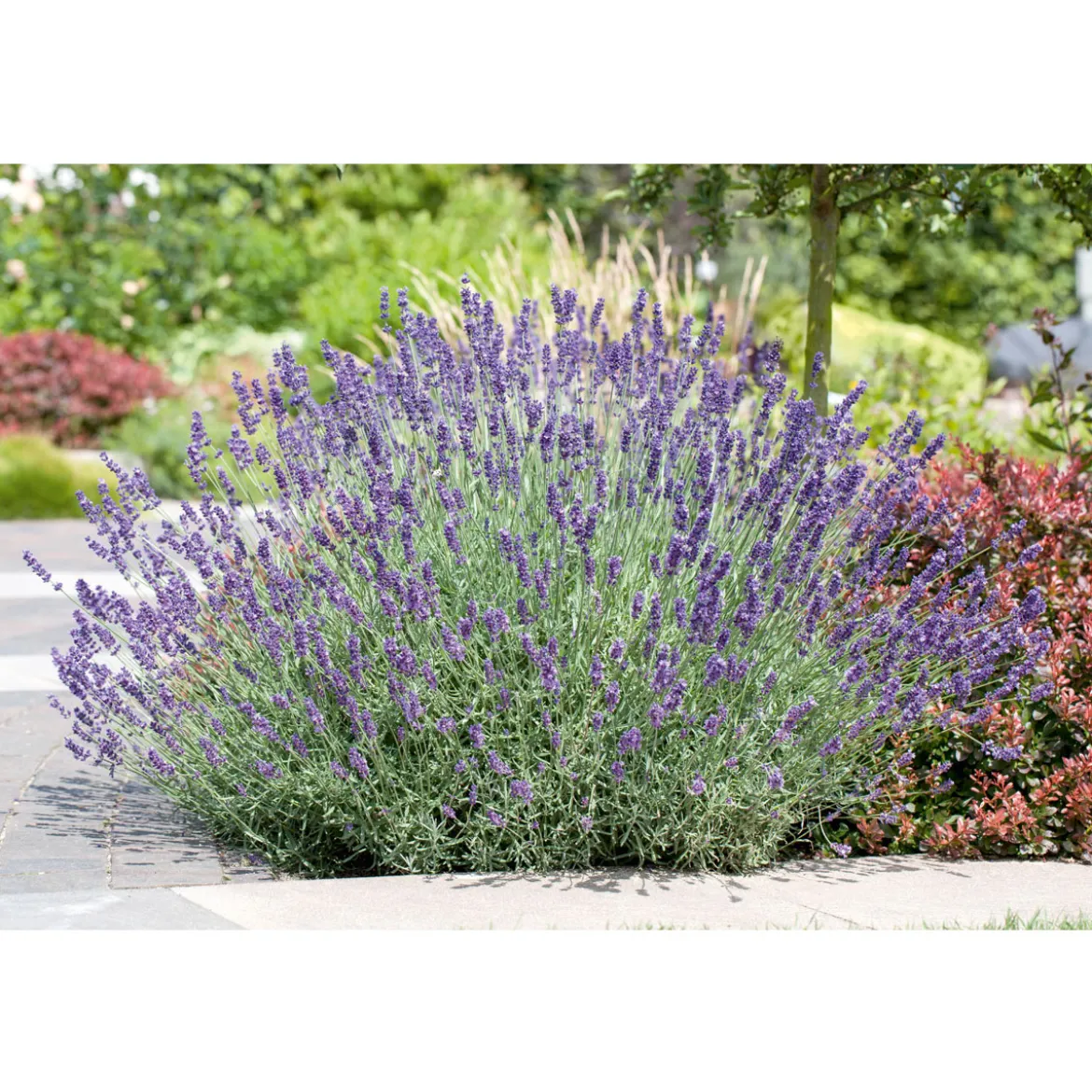 PlantiflorLavendel blaue Blüten Topf Durchmesser 17 cm