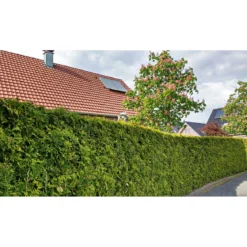 PlantiflorLebensbaum Smaragd Topf- Durchmesser ca 23 cm