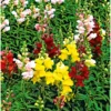 PlantiflorLöwenmäulchen Topf Durchmesser 13 cm
