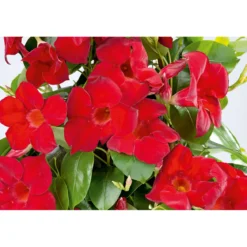 Plantiflor Mandevilla Pyramide Topf Durchmesser 17 cm