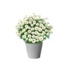 PlantiflorMargeritenbusch weiß im Topf Durchmesser 18 cm