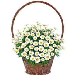 PlantiflorMargeritenbusch weiß im Topf Durchmesser 18 cm