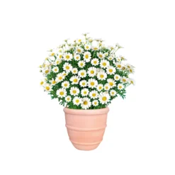 PlantiflorMargeritenbusch weiß im Topf Durchmesser 18 cm