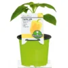 Plantiflor Meisterklasse Paprika gelb Satrapo Topf Durchmesser 11 cm