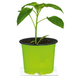 Plantiflor Meisterklasse Paprika gelb Satrapo Topf Durchmesser 11 cm