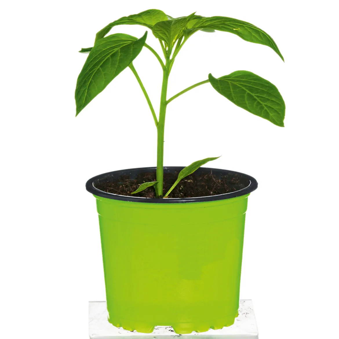 Plantiflor Meisterklasse Paprika gelb Satrapo Topf Durchmesser 11 cm