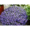 PlantiflorMännertreu Richardii Topf 13 cm