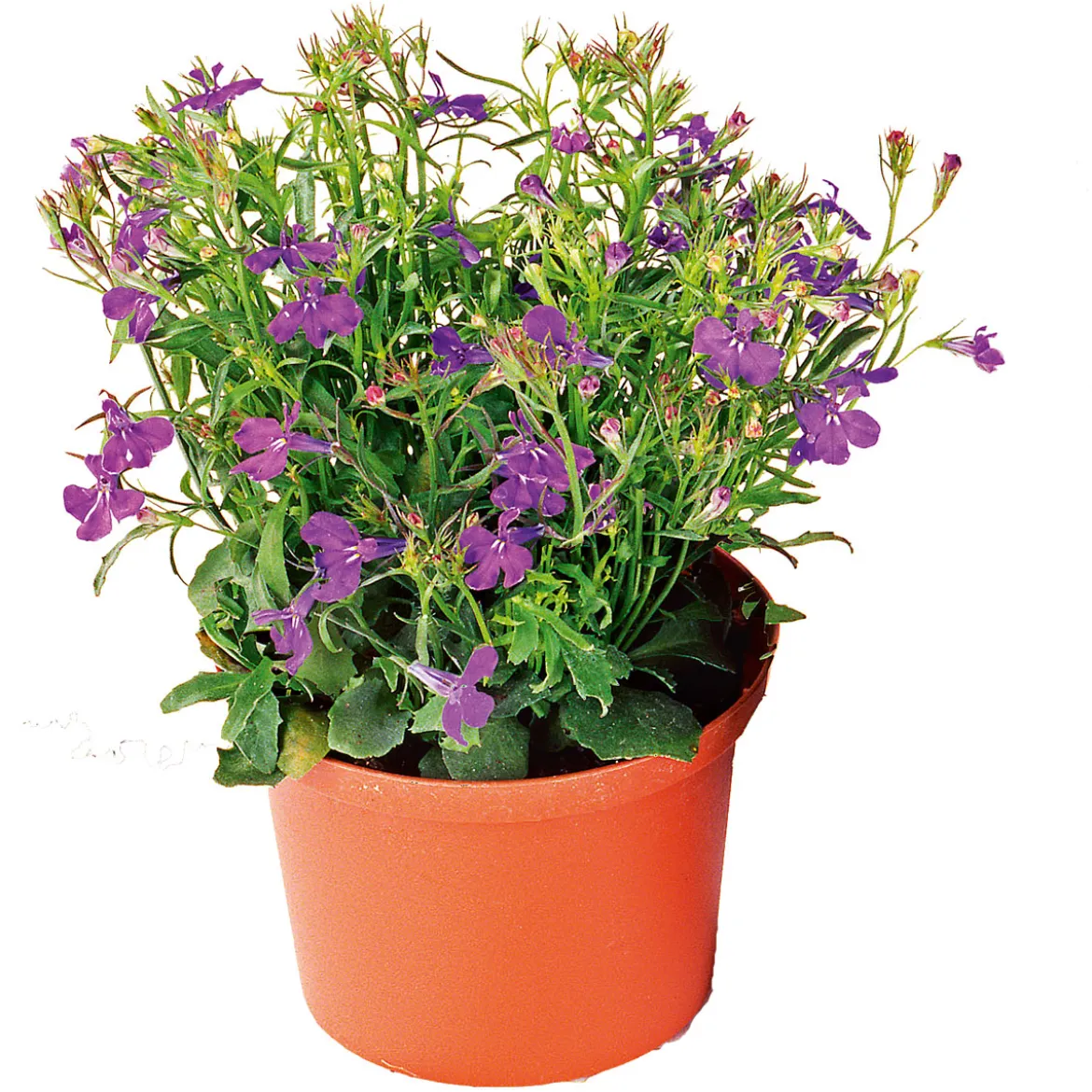 PlantiflorMännertreu Topf Durchmesser 10,5 cm