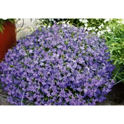 PlantiflorMännertreu Topf Durchmesser 10,5 cm