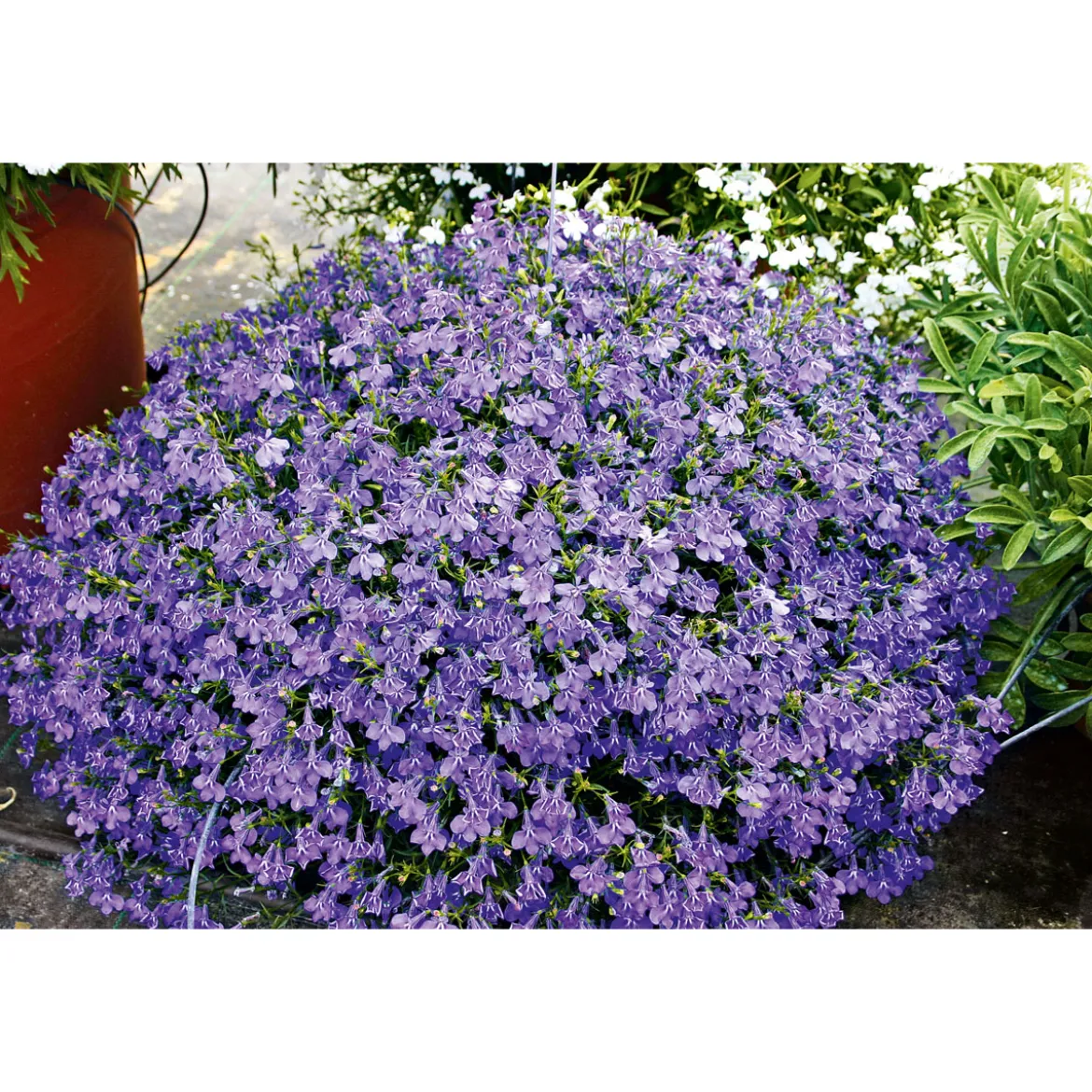 PlantiflorMännertreu Topf Durchmesser 10,5 cm