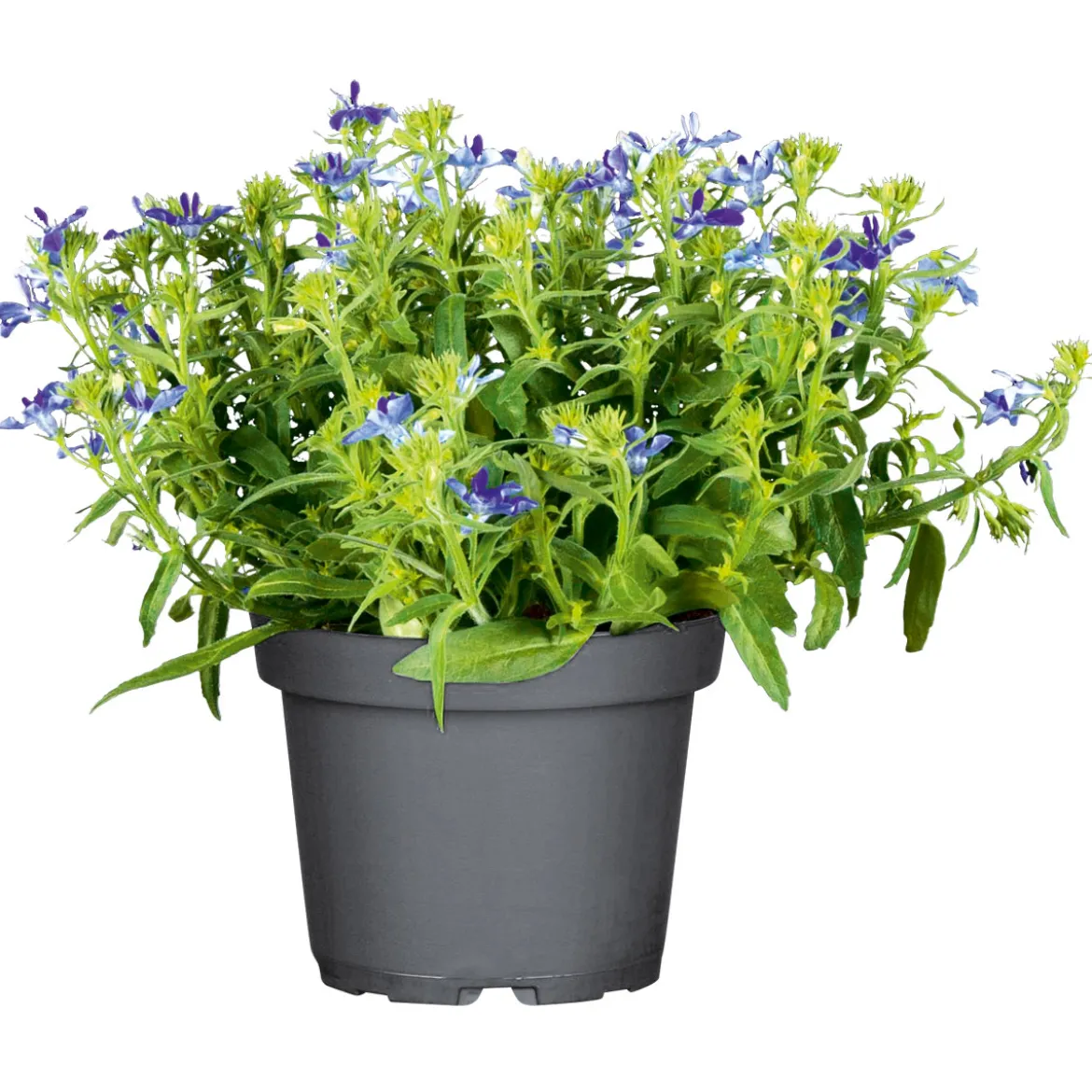 PlantiflorMännertreu Topf Durchmesser 10,5 cm