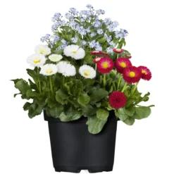 PlantiflorMyoBell Topf Durchmesser 14 cm