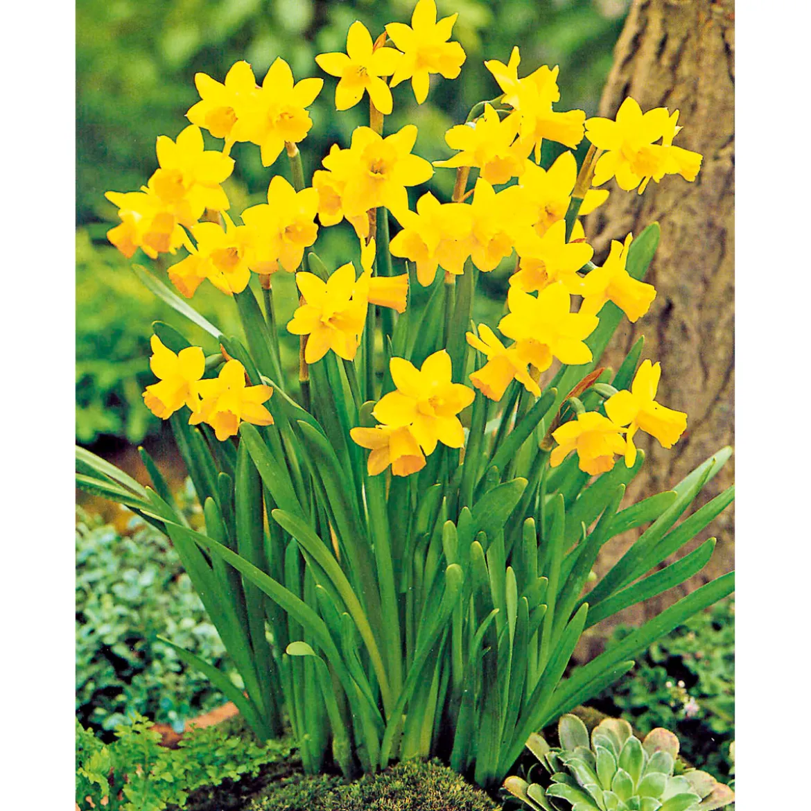 PlantiflorNarzissen 3 Zwiebeln im Topf Durchmesser 9 cm