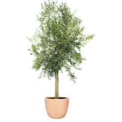 PlantiflorOliven-Stamm im Topf Durchmesser 15 cm