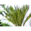 PlantiflorPalmfarn Topf Durchmesser 12 cm