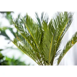 PlantiflorPalmfarn Topf Durchmesser 12 cm