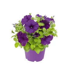 PlantiflorPetunie großblumig ton in ton T13